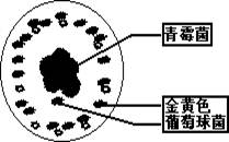 菌杀菌金黄色葡萄球菌和青霉素球菌结构青霉菌细胞结构图青霉菌还原cr