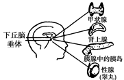 现代医学研究表明,脑干中的下丘脑在人体生命活动的调节过程中发挥着