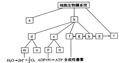 下图关于细胞的生物膜系统的概念图,下列相关叙述正确