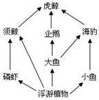 根据下面的南极食物网图回答下列问题
