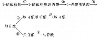 下图是嘌呤核苷酸生物合成的代谢途径,当腺苷酸和鸟苷