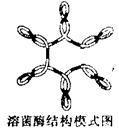 【题文】溶菌酶是存在于眼泪和白细胞中的酶,有杀菌功能,整个分子大致