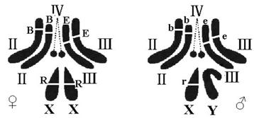 色(e),红眼(r)与白眼(r)三对相对性状的基因在染色体上的位置如图所示