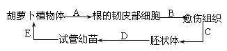 科学家将分离得到的成熟的胡萝卜韧皮部细胞进行如下处理,最终由单个