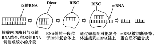 (1)组成双链rna的基本单位是_______________.