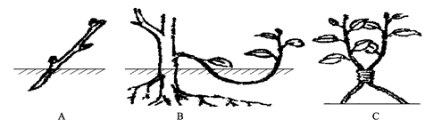 人们经常利用植物的营养繁殖来培育果树,花卉和蔬菜等