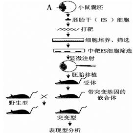 "基因靶向"技术可对细胞内染色体组进行特异性的遗传修饰,下图为借助