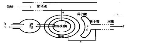 (1)淀粉被彻底消化后形成的物质a,参与消化a的消化液有