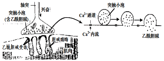 下左图是神经-肌肉接头,其结构和功能与突触类似.