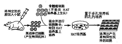 下图为单克隆抗体制备流程示意图.