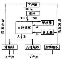 根据人体下丘脑,垂体调节的主要途径示意图回答问题:(11分,每小