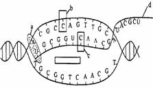 (8分)下图表示某真核生物细胞内dna转录过程示意图,请