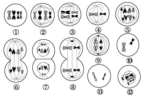 2012届黑龙江省哈师大附中高三10月份月考生物试卷