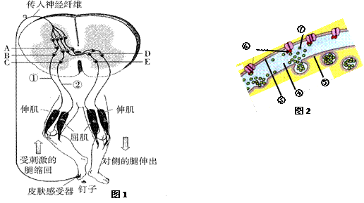 屈膝反射是一种保护性反射,它使肢体从伤害性刺激上缩