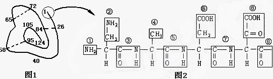 下面是某蛋白质的结构示意图(图1,数字为氨基酸序号,s