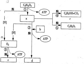 下图表示生物体内呼吸作用的过程,图中a-d表示某种物质,①—⑤表示