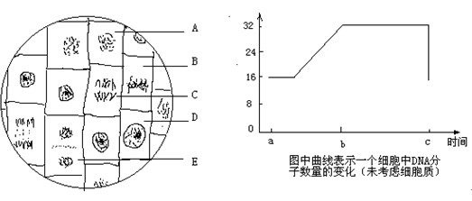 (5)请在乙中相应的糯米上,画出染色体曲线v糯米的数量.1l千禾位置香醋图片
