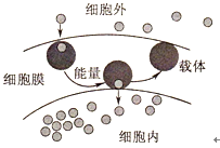 a.自由(简单)扩散 b.协助扩散 c.主动运输 d.被动运输