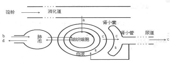 (1)血液循环的动力器官是 _________.图片