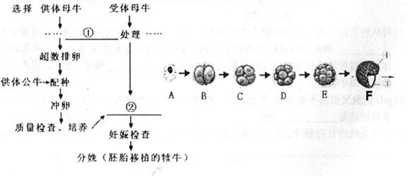 下图表示胚胎移植的基本程序,早期胚胎发育过程.请回答下列问题