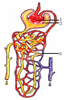 (8分)肾单位是形成尿的功能单位,下图是肾单位的示意图,请据