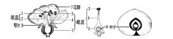 (7分)下图是桃花的结构和果实的结构及来源示意图,请