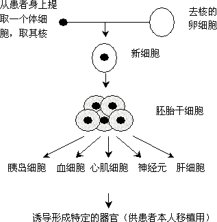 (12分)下图为人类"治疗性克隆"的示意图.请据图回答