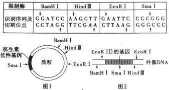 下表中列出几种限制酶识别序列及其切割位点,图1,图2中箭头表示相关