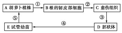 (16分)美国科学家将分离得到的成熟的胡萝卜根的韧皮部细胞进行培养