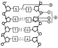 (10分)下图所示dna分子平面结构图,仔细阅图回答下列各问