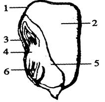 2011-2012学年湖北襄阳市七年级上学期期末测试生物试卷(一)(带解析)
