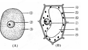生物试卷 {{getgradename("1")}}  (1)       图所示为动物细胞结构
