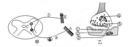 (Ⅰ)图甲为反射弧的结构示意图,乙为甲中某一结构的亚显微结构模式图.