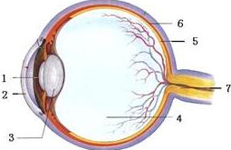 右图是人体眼球结构图,请认真看图并回答:(6分)