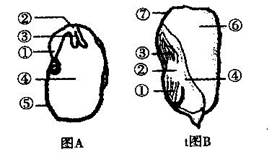 右图为菜豆种子和玉米种子的结构图,据图回答:(23分)