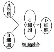 右图为细胞融合的简略过程,请据图回答下面的问题.