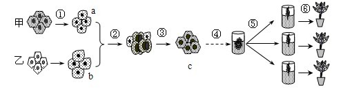 以下为植物体细胞杂交技术流程图,其中甲和乙分别表示两种二倍体植物