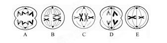 下列各图表示某雄性动物细胞分裂的一组图像,请据图回答