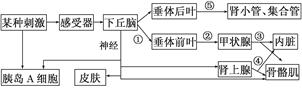 高中生物综合库 稳态与环境 动物和人体生命活动的调节 通过神经系统
