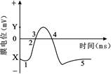 结果如右侧曲线图,该图中1,2,3,4,5是五个不同阶段,其中1是极化状态