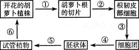 1958年,美国科学家将胡萝卜韧皮部的一些细胞进行培养,最终发育成完整