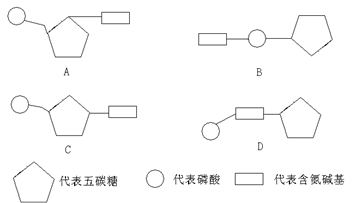 制作脱氧核苷酸模型时,各部件之间需要连接,如图所示