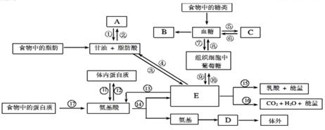 下图为人体内三大营养物质代谢过程示意图,其中数字表示过程,大写英文