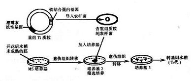 我们日常吃的大米中铁含量极低,科研人员通过基因工程