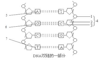 右图为dna分子结构图,据图回答:(8分)