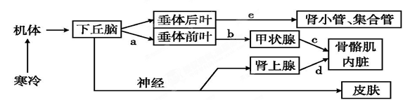 下图为人体内体温与水平衡调节的示意图,有关叙述正确