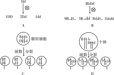 【题文】最能正确表示基因自由组合定律实质的是题号:4412165题型