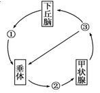 下图为人体甲状腺激素的分泌调节示意图,下列叙述不正确的是