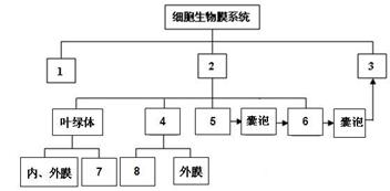 下图是细胞生物膜系统的概念图,下列对其叙述正确的是