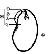 (13分)下图是菜豆种子结构图,请据图回答:    